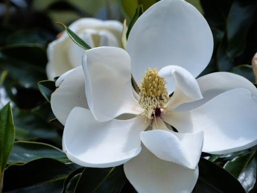 magnolia grandiflora 24 below 3