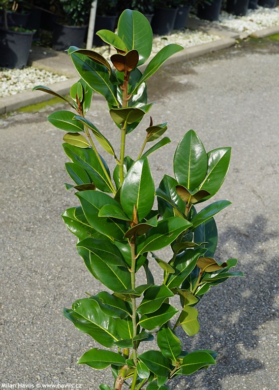 magnolia grandiflora 24 below