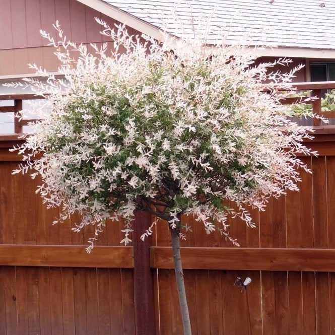 salix integra hakuro nishiki 1