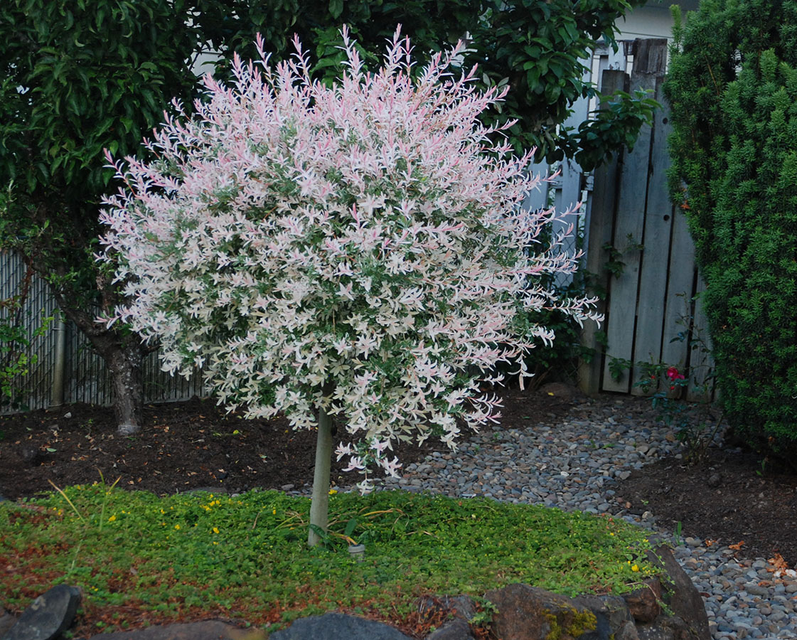 salix integra hakuro nishiki
