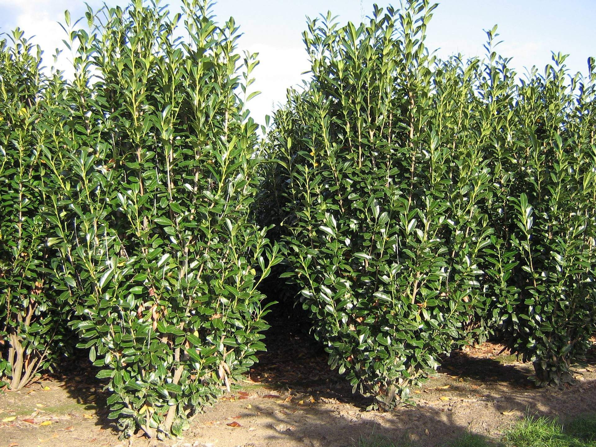 Prunus laurocerasus Reynvanii 1