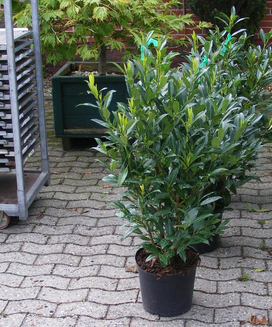 Prunus laurocerasus Reynvanii 2
