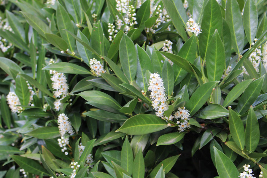 Prunus laurocerasus Reynvanii