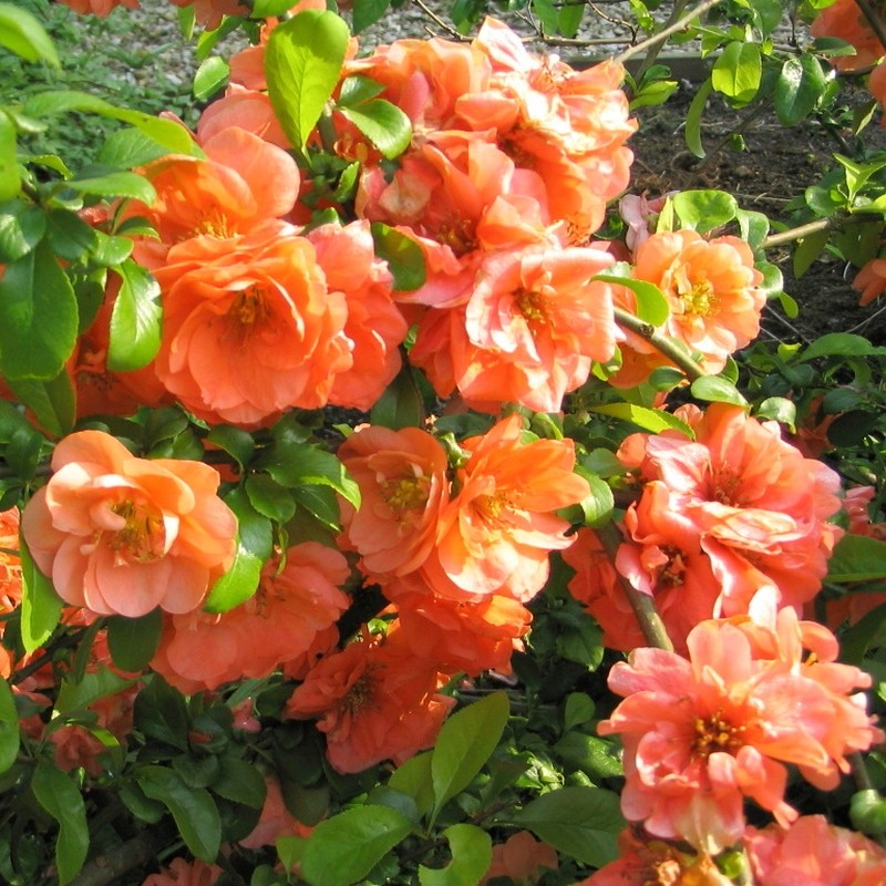 chaenomeles orange trail