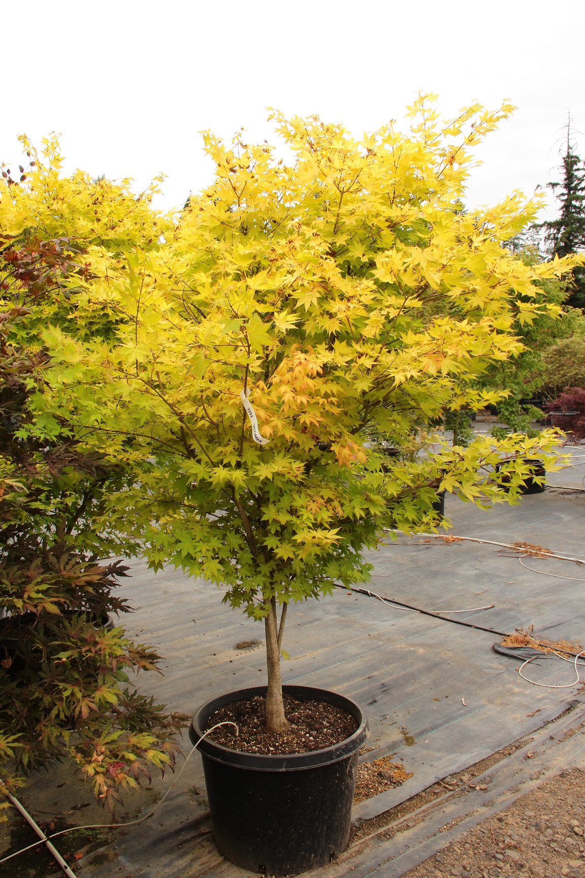 Acer palmatum summer gold 1