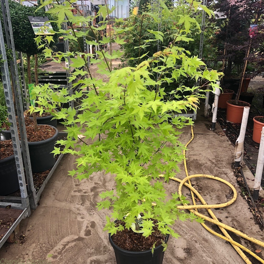 Acer palmatum summer gold 2