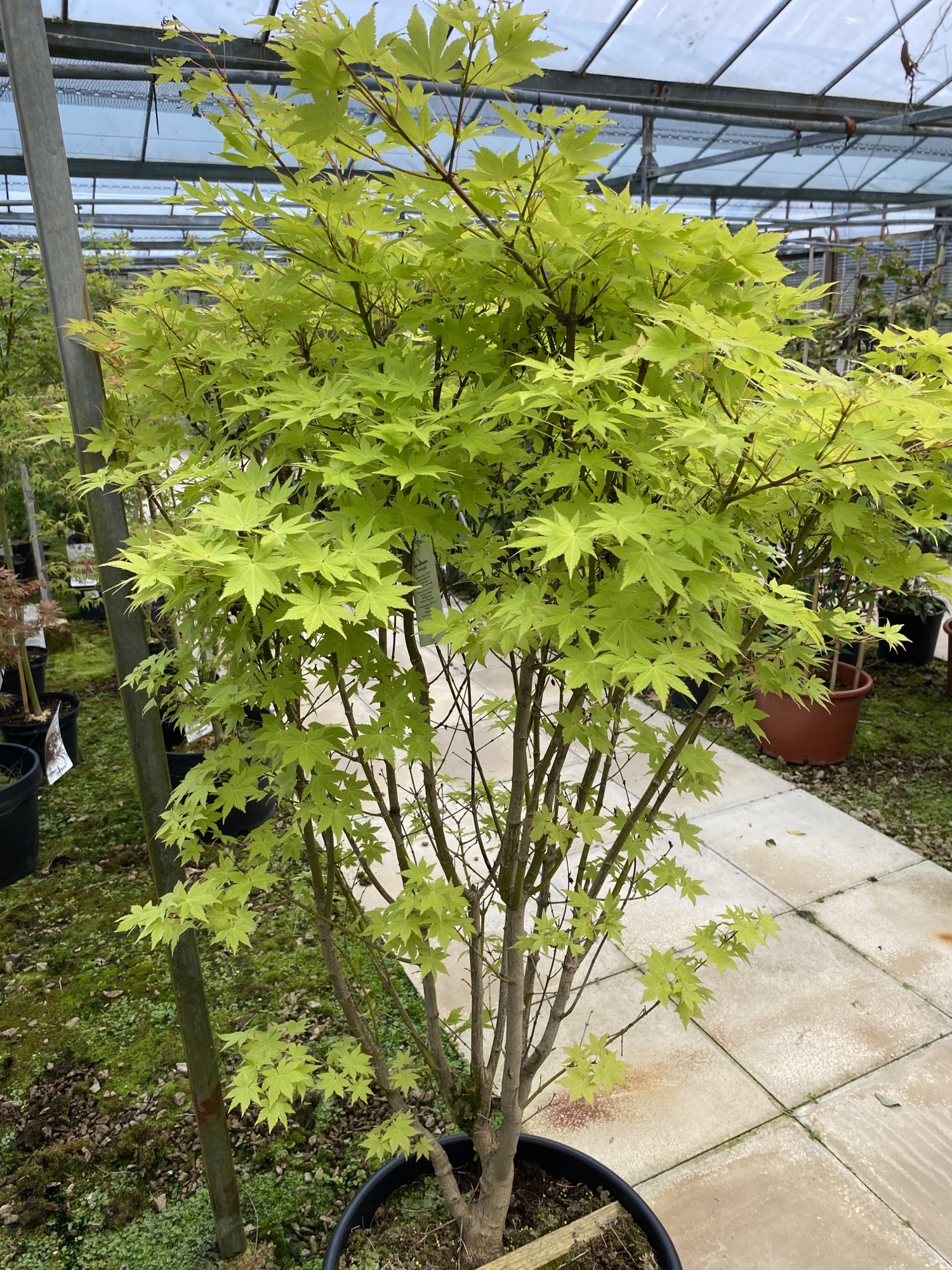 Acer palmatum summer gold