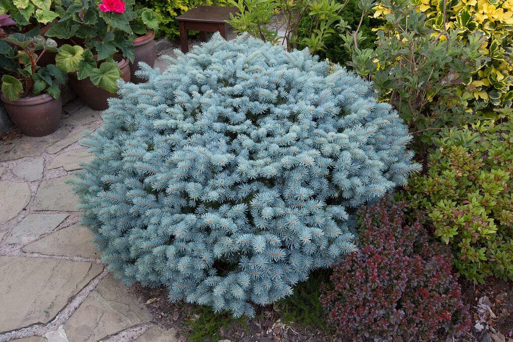 picea pungens glauca globosa 1