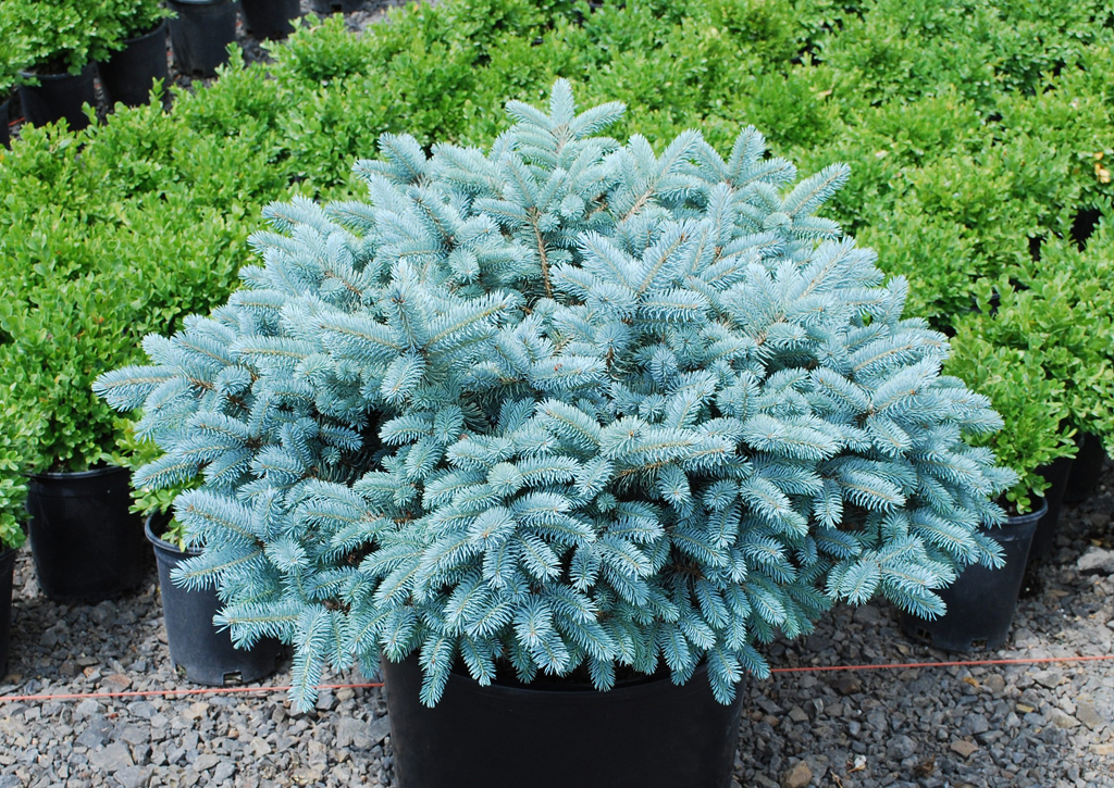 picea pungens glauca globosa