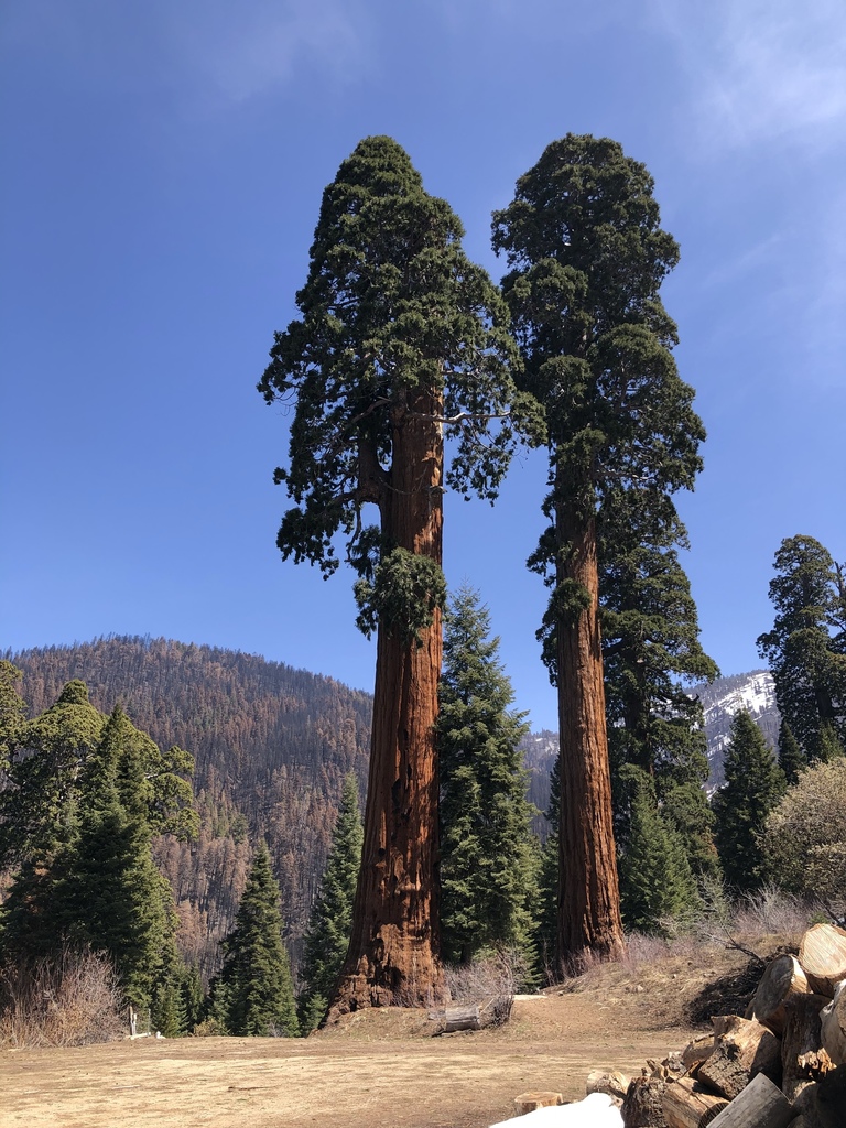sequoia sempervirens 1