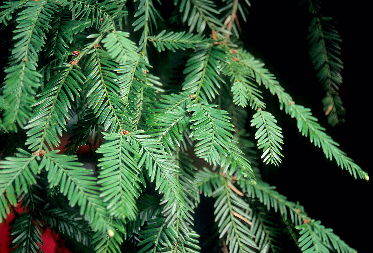 sequoia sempervirens 2