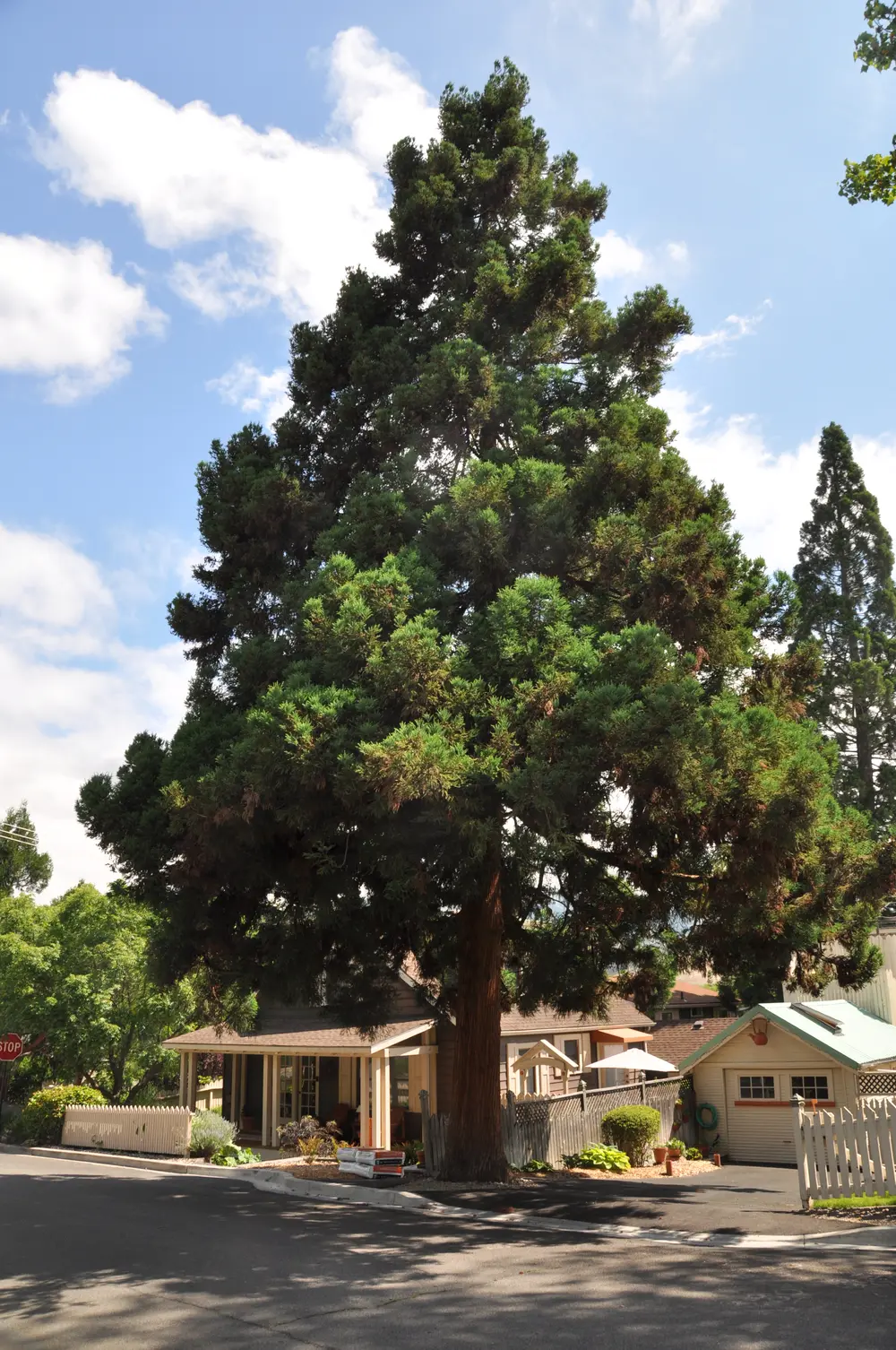 sequoia sempervirens 3