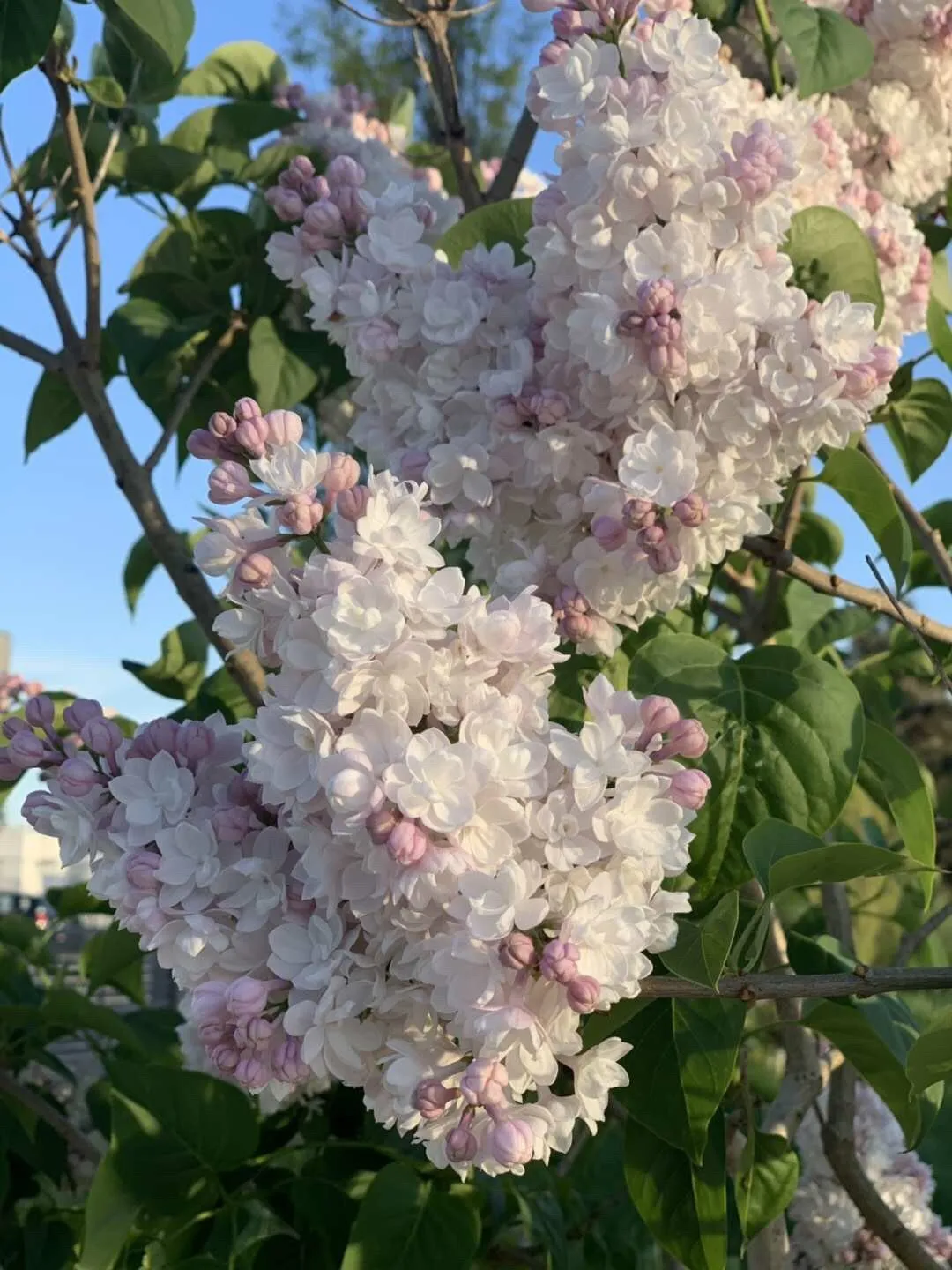 syringa beauty of moscow 1