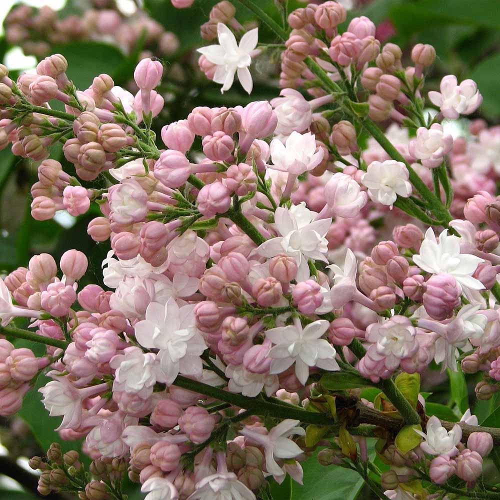 syringa beauty of moscow