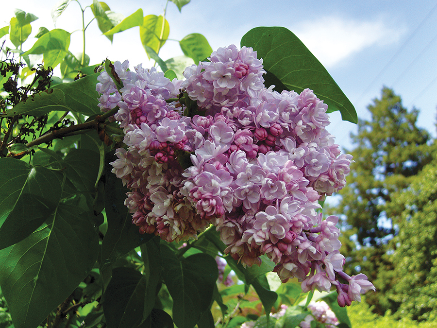 syringa belle de nancy 1