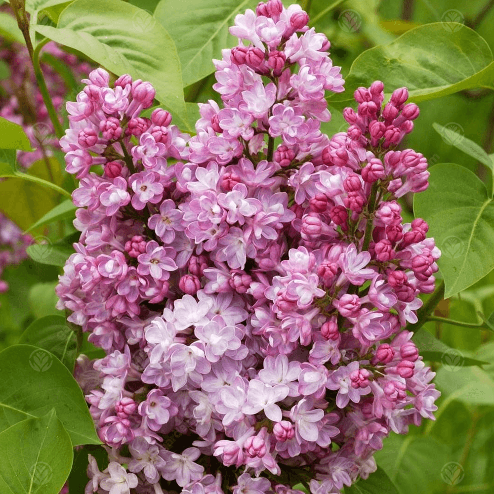 syringa belle de nancy