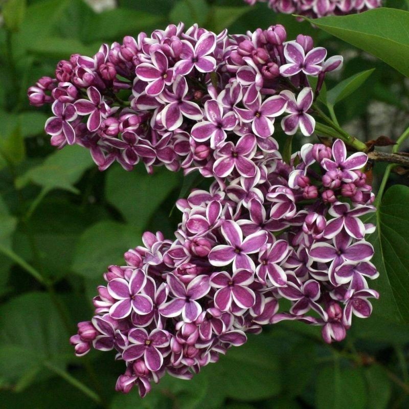 syringa sensation 1