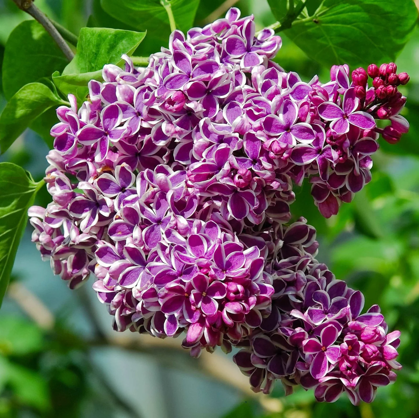 syringa sensation