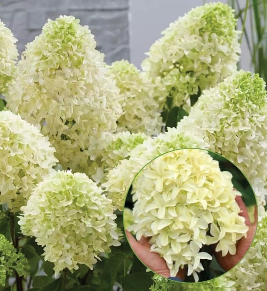 hydrangea skyfall 1