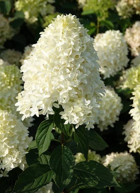 hydrangea skyfall 2