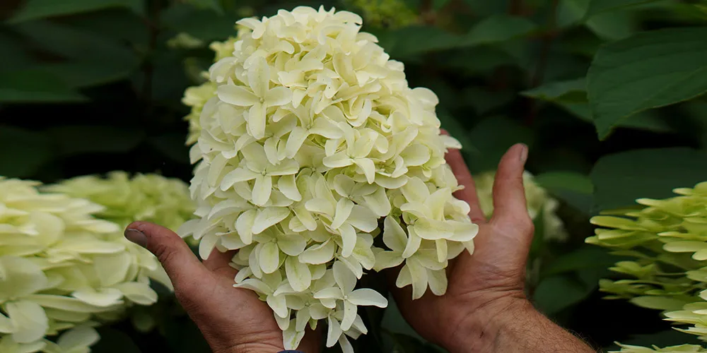 hydrangea skyfall