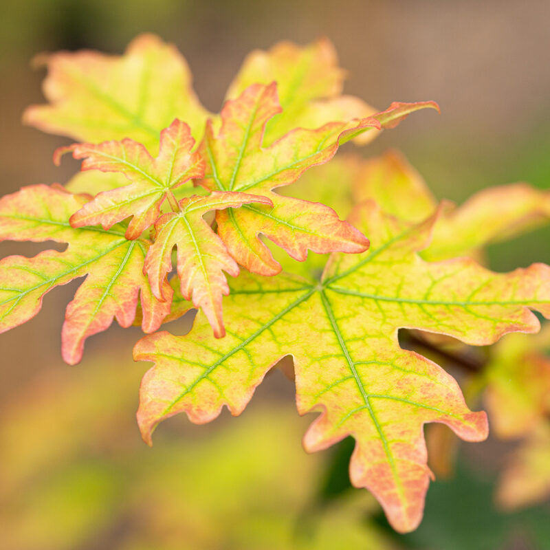 Acer campestre 1