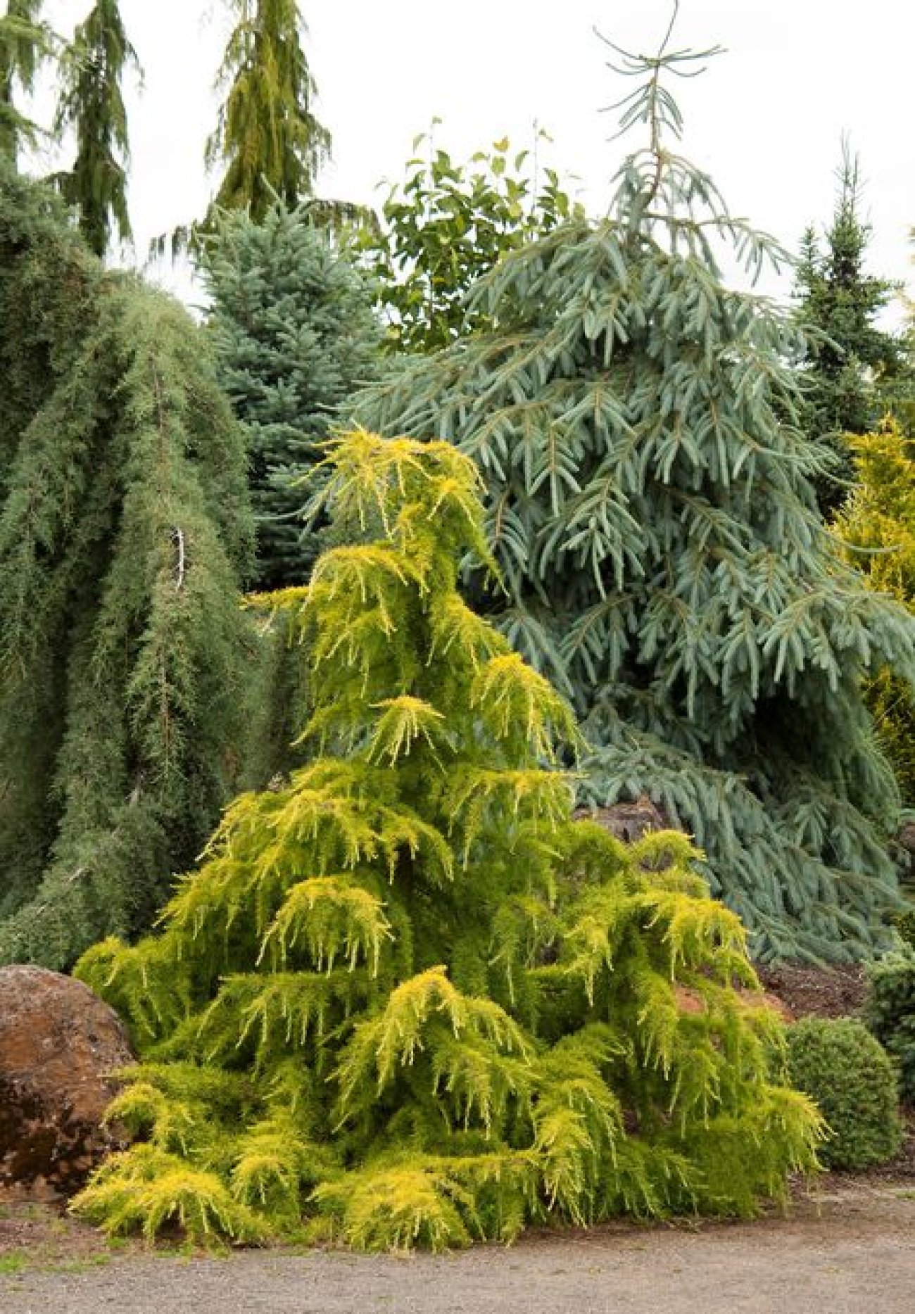 Cedrus deodara Golden Horizon 1