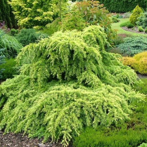 Cedrus deodara Golden Horizon