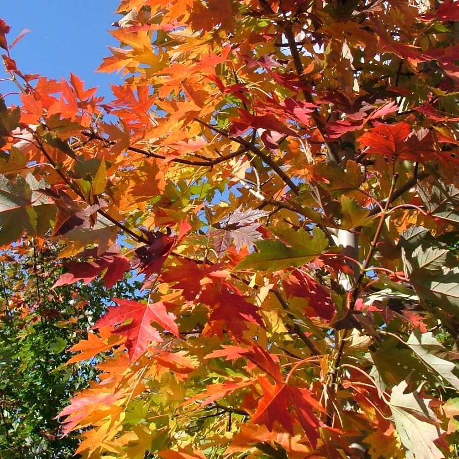acer freemanii celzam 1