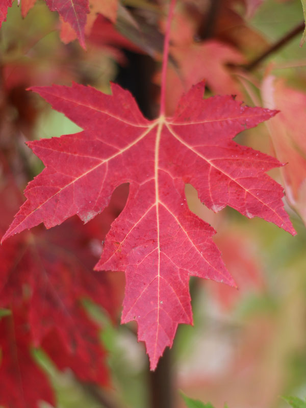 acer freemanii celzam