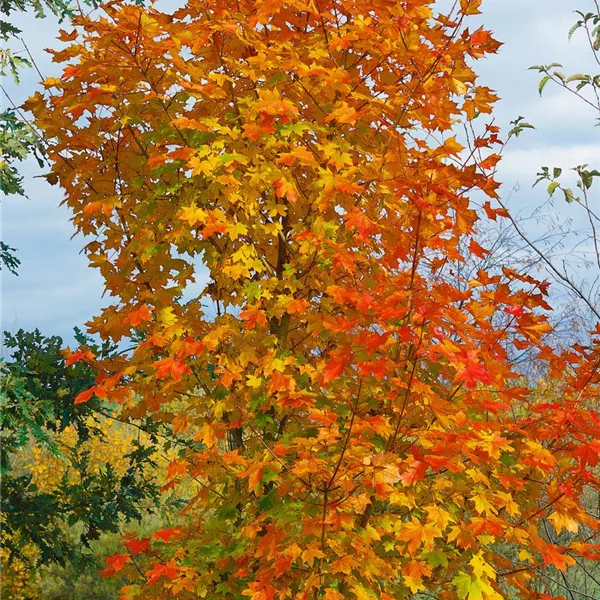 acer norwegian sunset 2