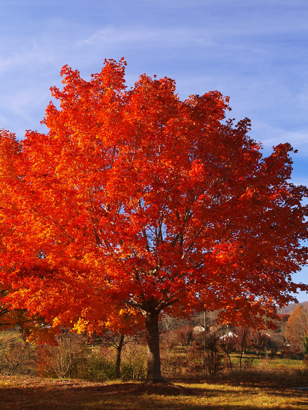 acer norwegian sunset 3