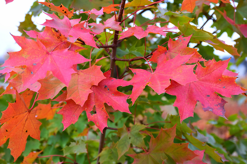 acer norwegian sunset