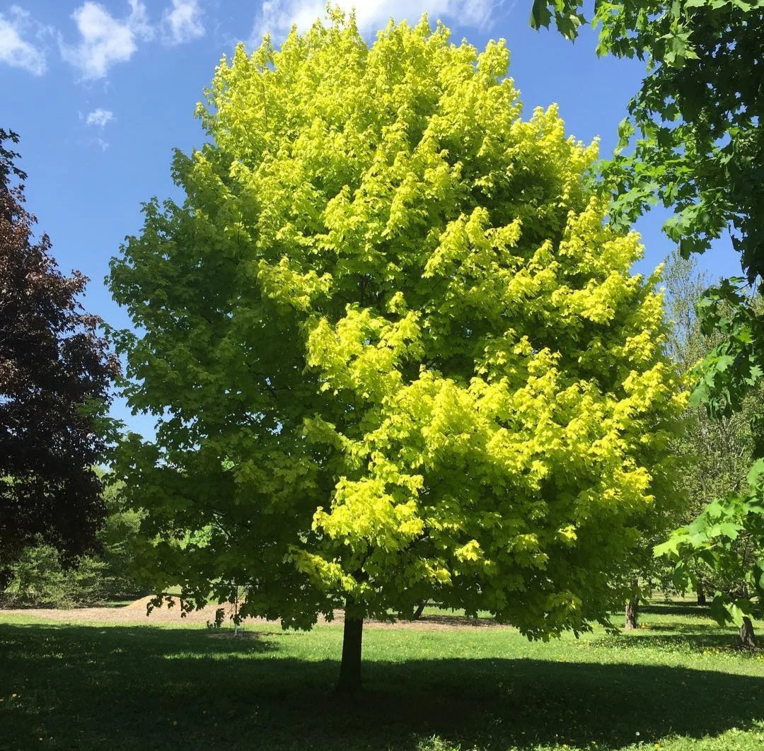 acer platanoides princeton gold 1