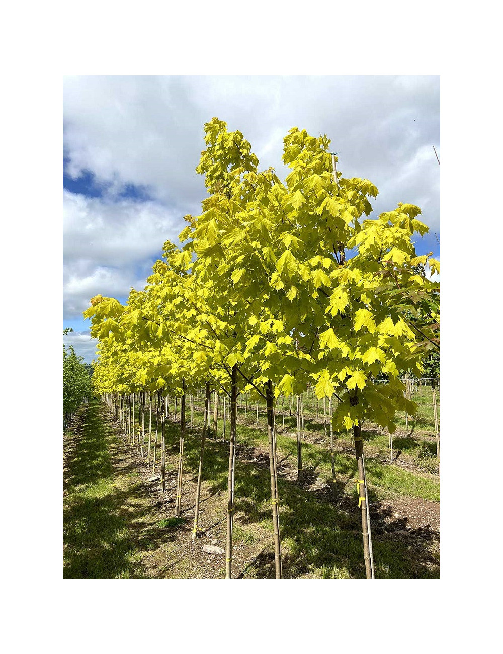acer platanoides princeton gold 2