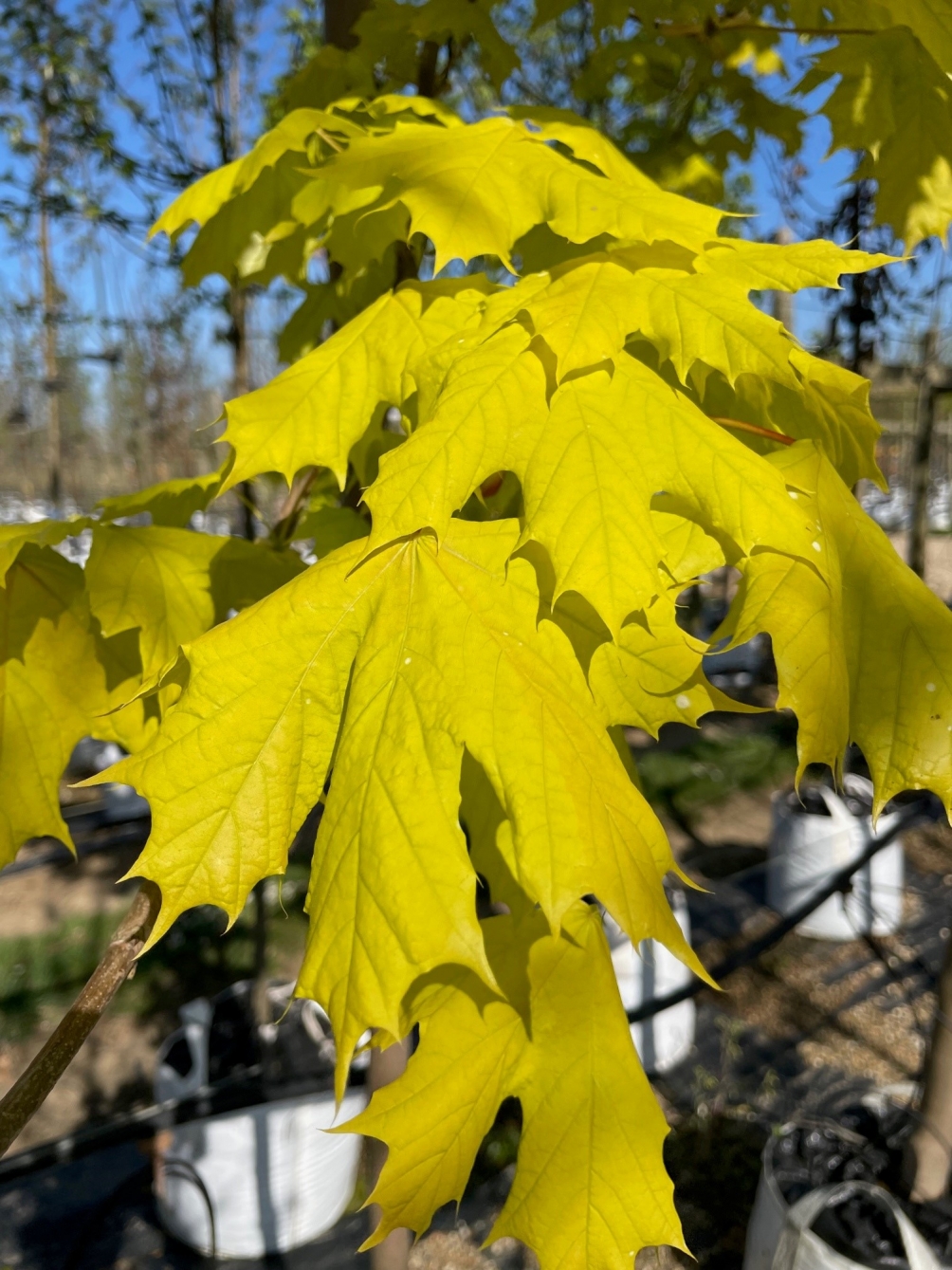 acer platanoides princeton gold