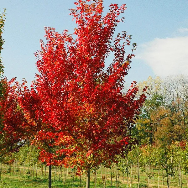acer rubrum autumn flame 1