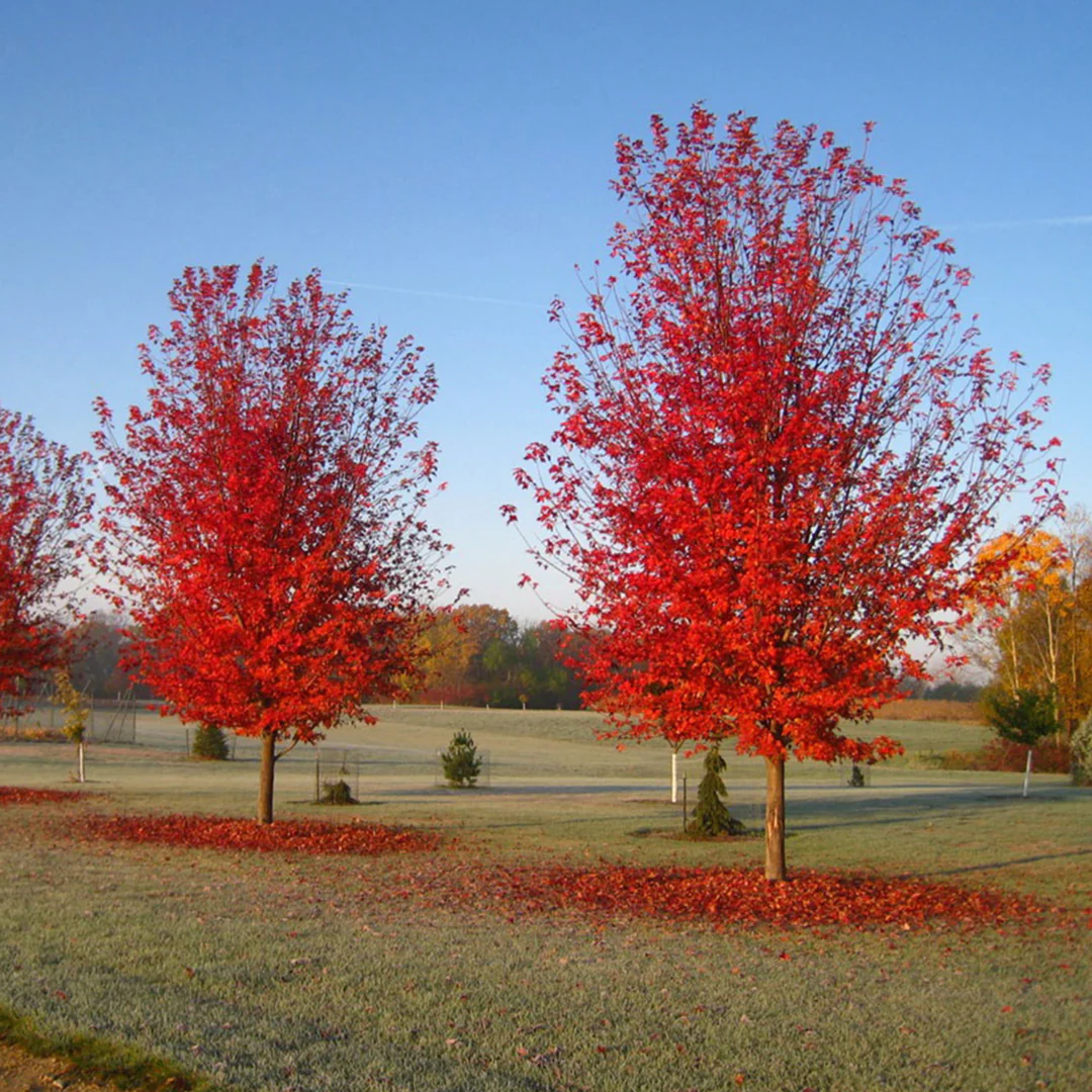 acer rubrum autumn flame 2