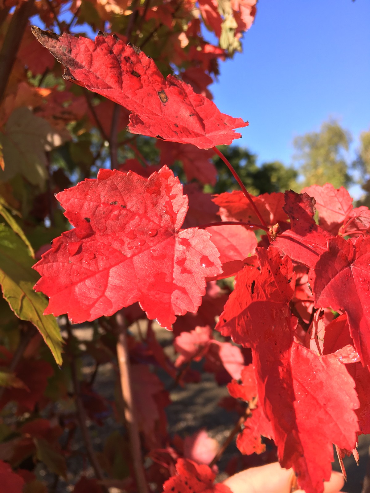 acer rubrum autumn flame