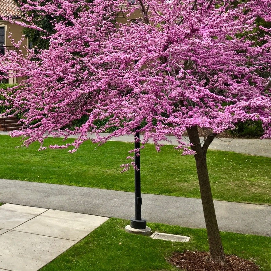 cercis canadensis pink pom pom 1