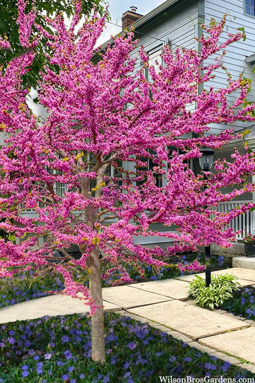 cercis canadensis pink pom pom 2