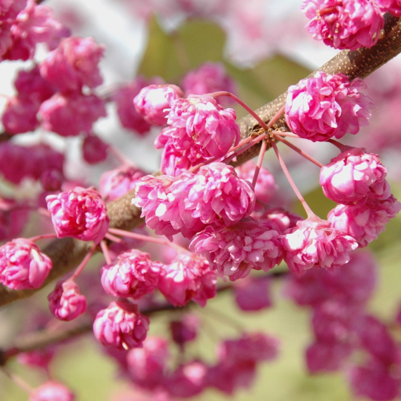 cercis canadensis pink pom pom