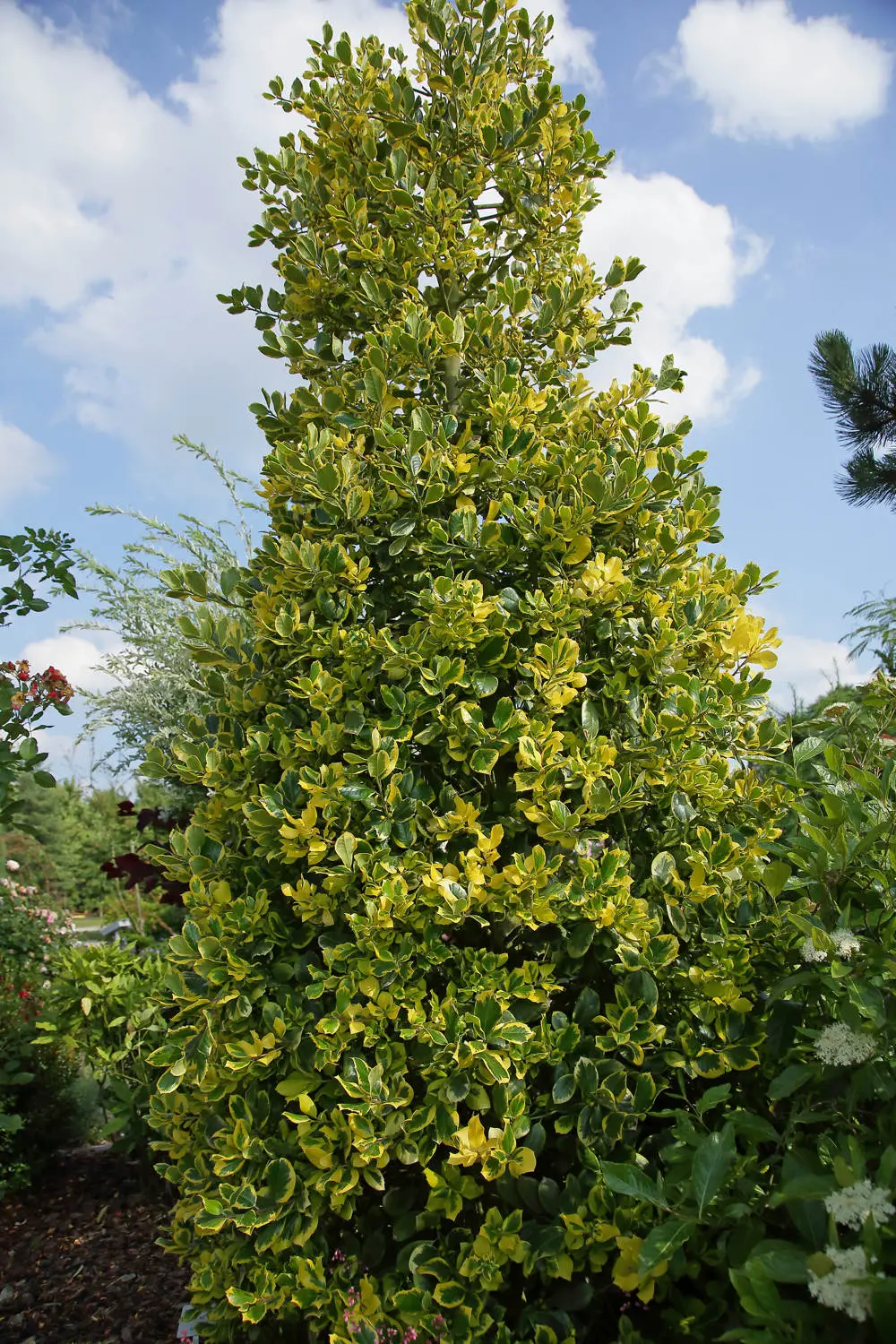 ilex golden van tol 1