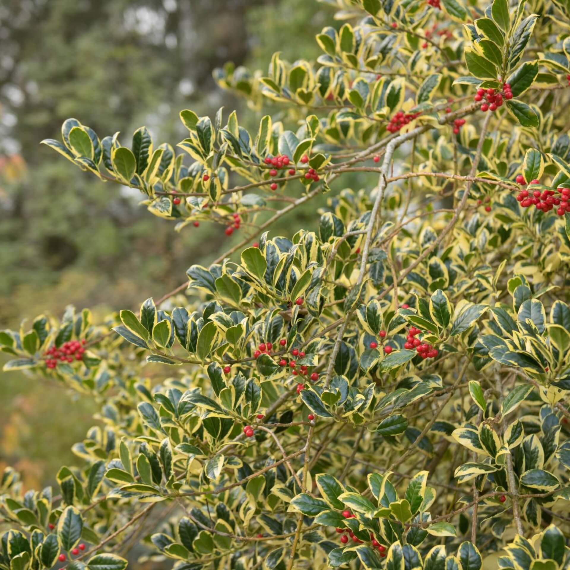 ilex golden van tol 2