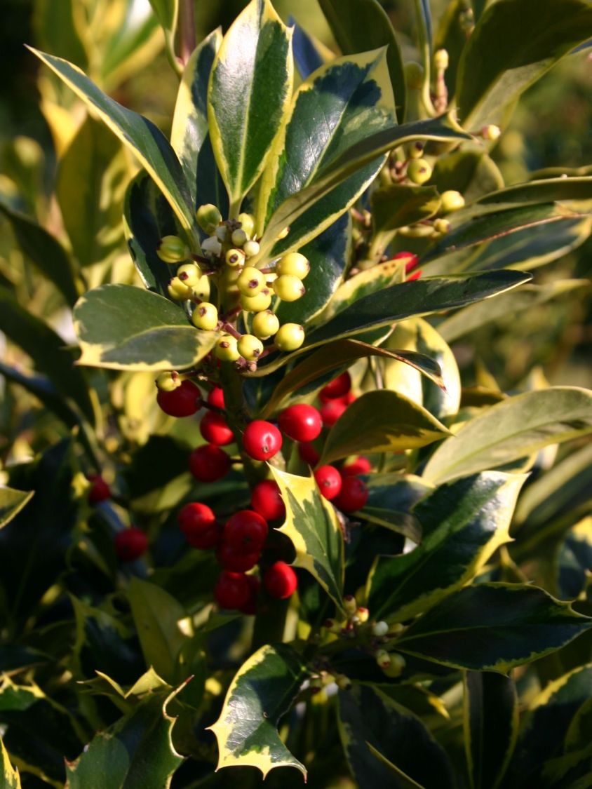 ilex golden van tol