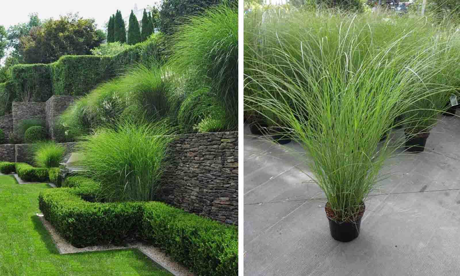 miscanthus sinensis morning light 1