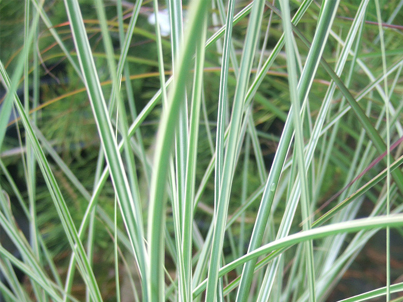 miscanthus sinensis morning light 2