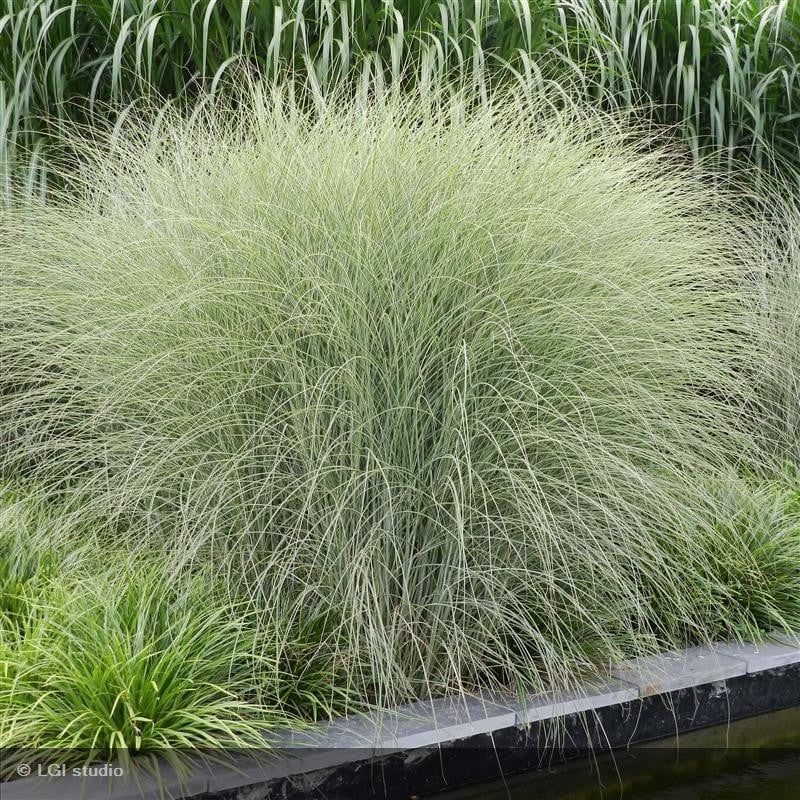 miscanthus sinensis morning light