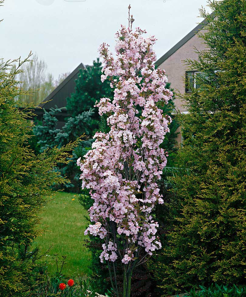 prunus serrulata amanogawa 1