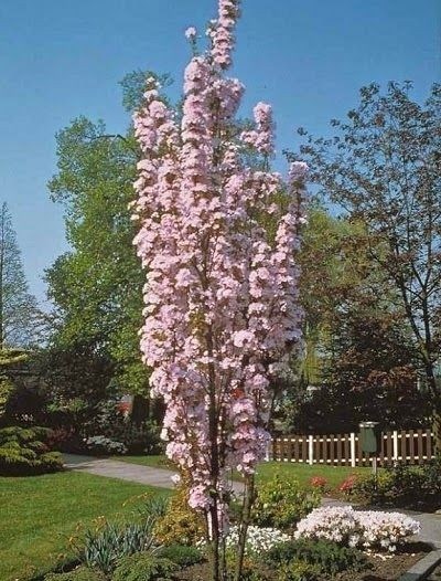 prunus serrulata amanogawa 2